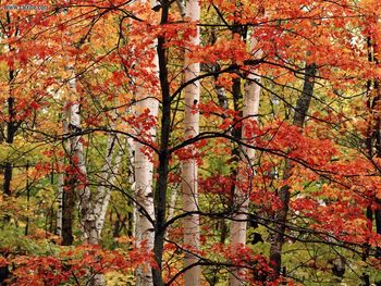 Arrowhead Provincial Park, Ontario, Canada screenshot