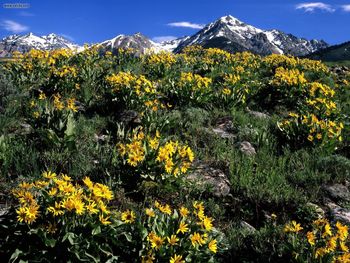 Arrowleaf Balsamroot Boulder Mountain Idaho screenshot