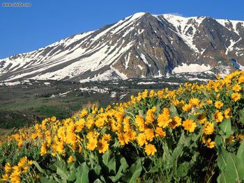 Arrowleaf Balsamroot Eastern Sierra California screenshot