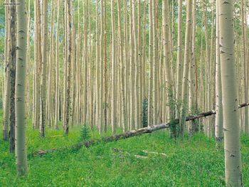 Aspen Grove Independence Pass Colorado screenshot