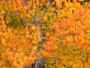 Aspen In The Fall, Sierra Nevada, California screenshot