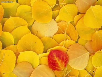 Aspen Leaves, Eastern Sierra, California screenshot