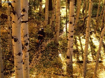 Aspen Ride, Telluride, Colorado screenshot