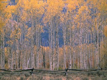 Aspen Splendor, Jackson Hole, Wyoming screenshot