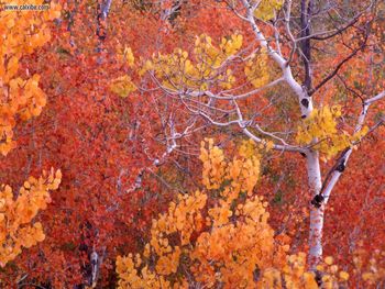 Aspen Trees, City Of Rocks, Idaho screenshot