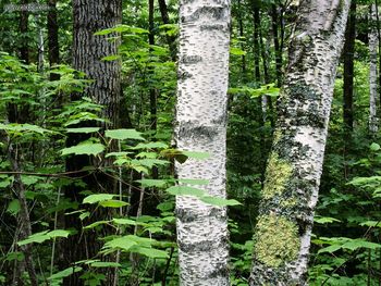 Aspen Trunks, North Woods, Quetico Provincial Park, Ontario, Canada screenshot