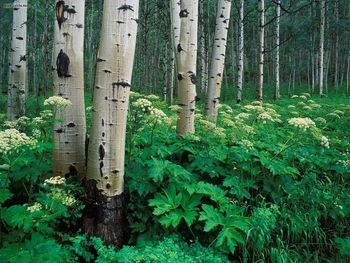 Aspens And Cow Parsnip White River National Forest Colorado screenshot