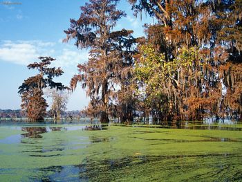 Atchafalaya Basin Louisiana screenshot