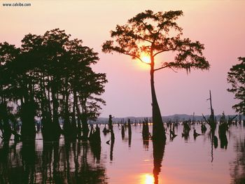 Atchafalaya Bayou Louisiana screenshot