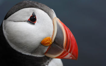 Atlantic Puffin screenshot