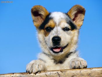 Australian Cattle Puppy screenshot