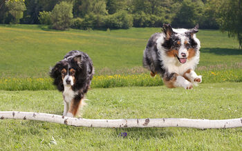 Australian Sheperds screenshot