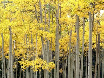 Autumn Aspen Kenosha Pass Pike National Forest Colorado screenshot