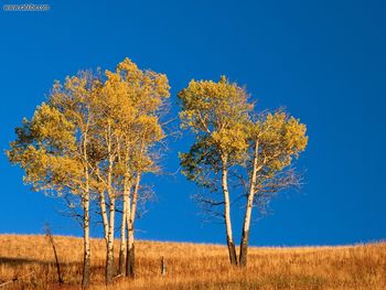 Autumn Aspen Trees And Sunset Yellowstone National Park Wyoming screenshot