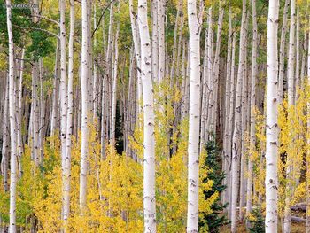 Autumn Aspens Colorado screenshot