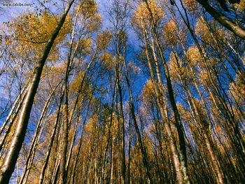 Autumn Aspens Hidden Lake Alaska screenshot