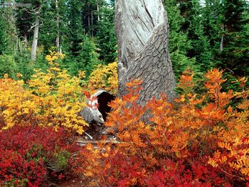 Autumn At Heather Meadows, North Cascades, Washington screenshot