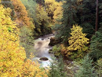 Autumn Color, Coquille River, Oregon screenshot