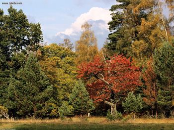 Autumn Color Forest Northern Highlands Scotland screenshot