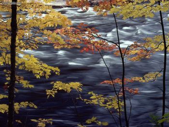 Autumn Colors A Rushing River screenshot