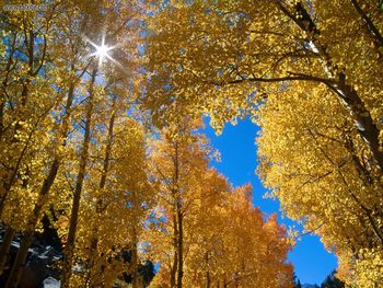 Autumn Colors Inyo National Forest California screenshot