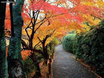 Autumn Colors, Kyoto, Japan screenshot