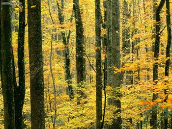 Autumn Forest Great Smoky Mountains National Park Tennessee screenshot