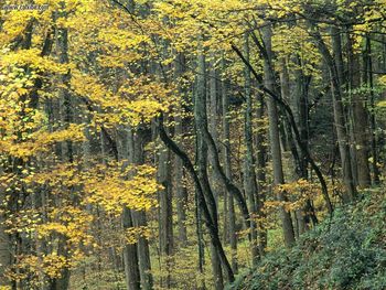 Autumn Forest, Great Smoky Mountains, Tennessee screenshot