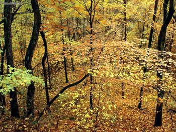 Autumn Forest, Percy Warner Park, Nashville, Tennessee screenshot