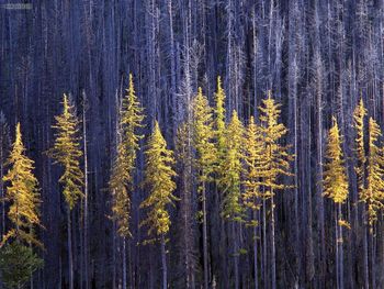 Autumn Larch Trees Colville National Forest Washington screenshot