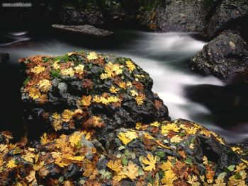 Autumn Leaf Covered Rock Elk River Oregon screenshot