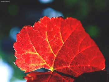 Autumn Leaf In Vineyards screenshot