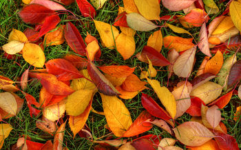 Autumn Leaves screenshot