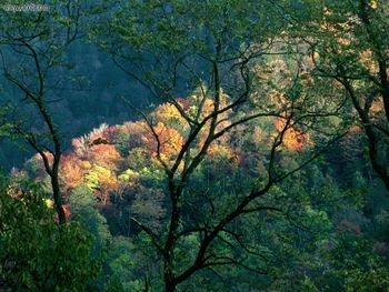 Autumn Light, Great Smoky Mountains, Tennessee screenshot