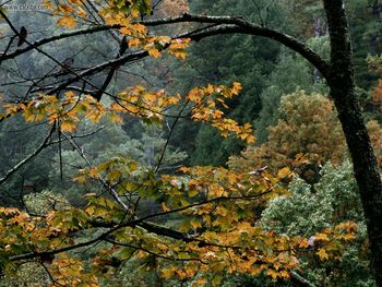 Autumn Maple Great, Smoky Mountains, Tennessee screenshot