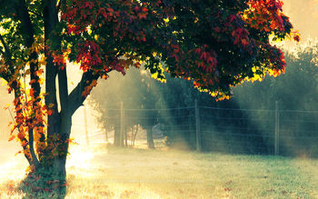 Autumn Morning screenshot