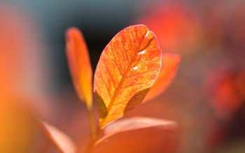 Autumn Orange Leaves screenshot