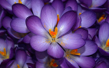 Autumn Purple Crocus screenshot