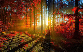 Autumn Red Forest screenshot
