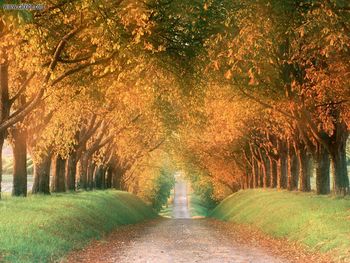 Autumn Road, Cognac Region, France screenshot