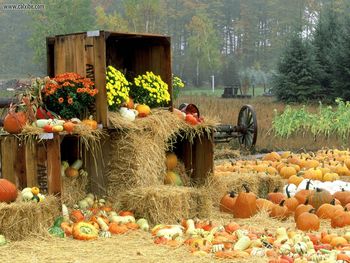 Autumn Roadside, Manistee County, Onekama, Michigan screenshot