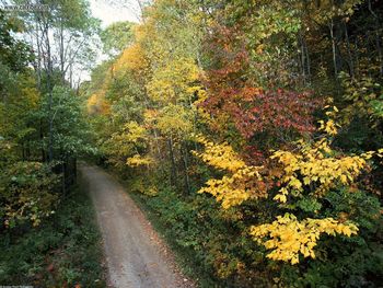 Autumn Roadway Smoky Mountains National Park Tennessee screenshot