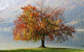 Autumn Tree screenshot