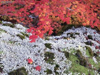 Autumn Vine Maple And Lichens screenshot