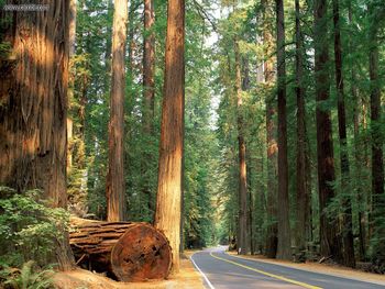Avenue Of The Giants, Humboldt Redwood State Park, California screenshot