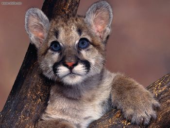 Baby Blue Eyes Cougar screenshot