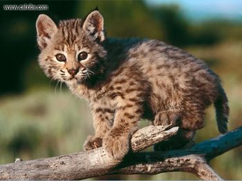 Baby Bobcat screenshot