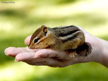 Baby Chipmunk screenshot