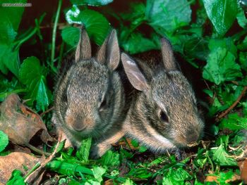 Baby Cotton Tail Rabbits Louis Ville Kentucky screenshot