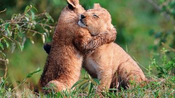 Baby Lions Hug screenshot